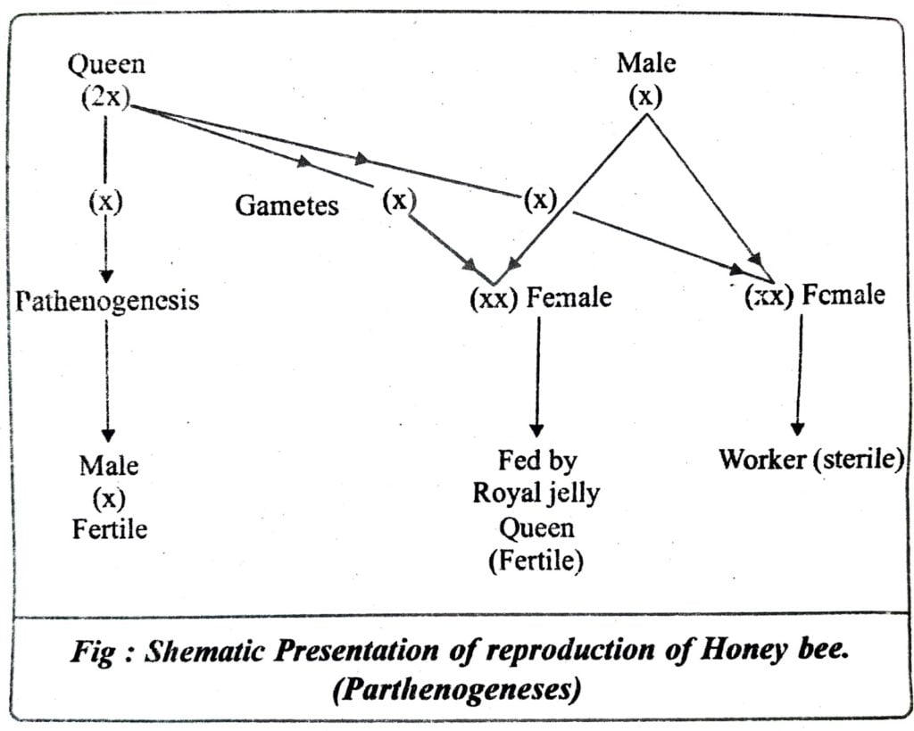 Class 12 Biology Chapter 1 Reproduction In Organisms - Page 3 Of 3 ...