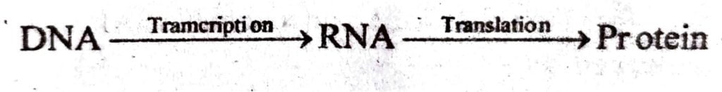 What is Central Dogma