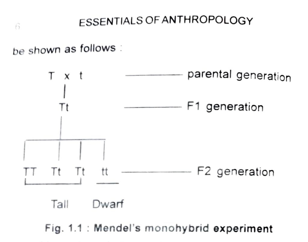 Class 12 Anthropology Chapter 1 Physical Anthropology Question no 11