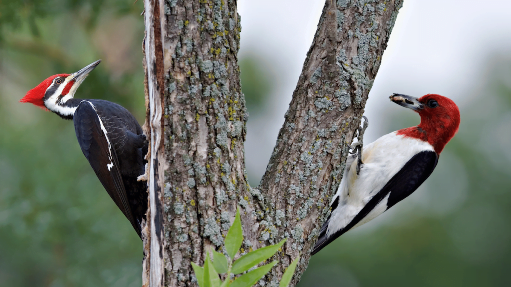 Woodpecker Bird in Assamese