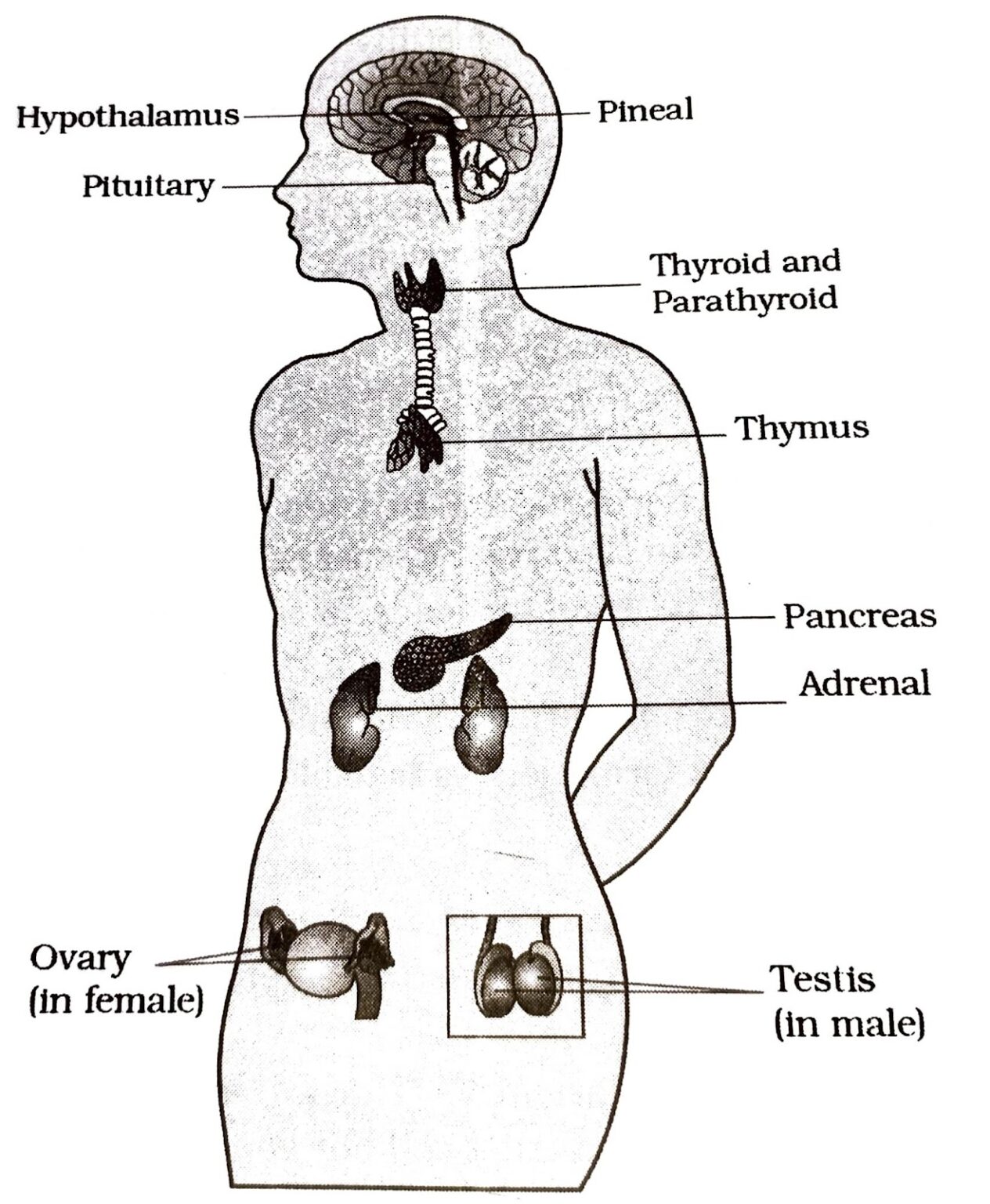 Which Of The Following Is Not An Endocrine Gland Quizlet - vu50fs3