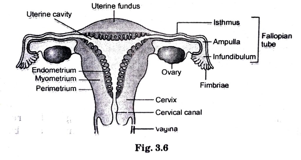 NCERT Class 12 Biology Chapter 3 Human Reproduction - Dev Library